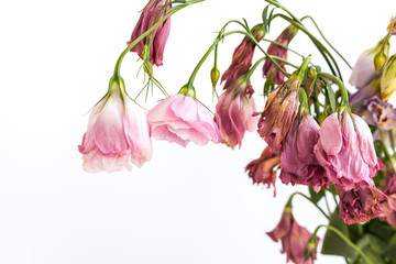 A bouquet of withered dried flowers on a white background