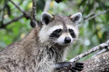 A Racoon in the florida Everglades