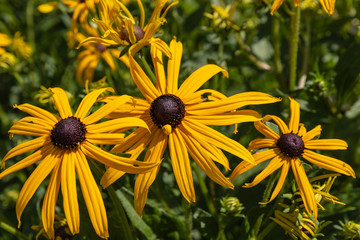 yellow flower in the garden