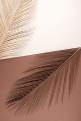 Close Up of palm leafs on duel colored background. Minimal fall and autumn concept.