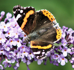 butterfly on flower