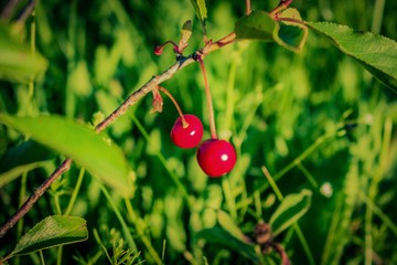 red cherries on a branch