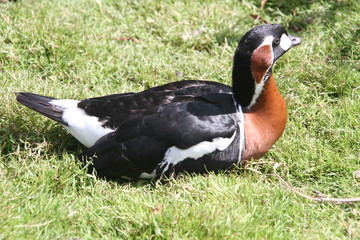 A picture of a Red Breasted Goose