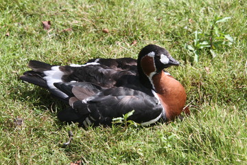 A picture of a Red Breasted Goose