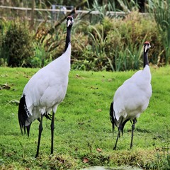 A picture of a Red Crowned Crane