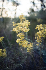 yellow flowers in the forest