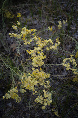 Branches of yellow meadow flowers top view