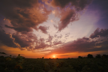 Obraz premium Amazing sunset over sunflower field and curly clouds