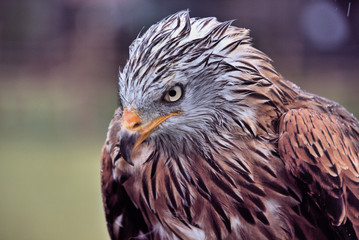 close up of an eagle
