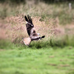 A view of a Red Kite in flight