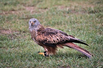 A view of a Red Kite