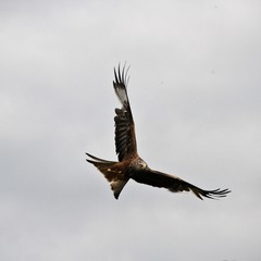 A view of a Red Kite in flight