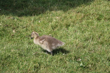  Chick of greylag goose