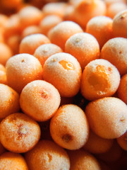 sea buckthorn berries on a branch