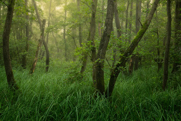 Obraz premium Beautiful green forest in a wetland in the Netherlands in Brabant. Photo taken on a beautiful misty morning.