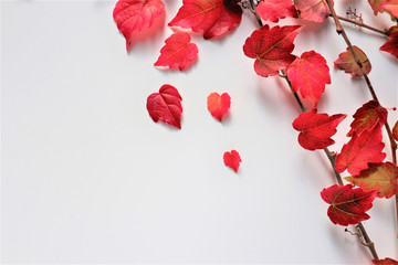 Group of colorful autumn leaves on branches on white background