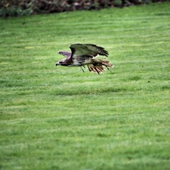 A Red Tailed Buzzard in flight