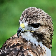 A Red Tailed Buzzard