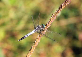 Blue dragonfly on a blade of grass close up