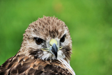 red tailed hawk