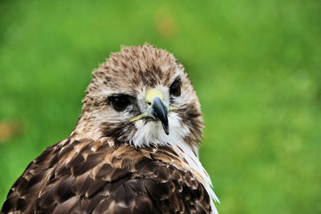 A Red Tailed Buzzard