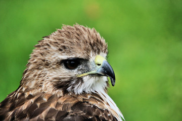 A Red Tailed Buzzard