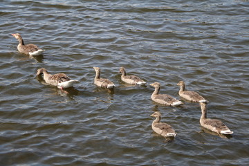 Greylag goose Anser anser family in Sweden © ClaraNila