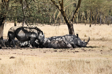 A view of a Rhino
