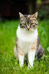 Cat funny expression. Felis catus domesticus relax in grass and watch actions and changes in owner garden. Kitten with green eyes sits and looks bored. Czech republic, europe