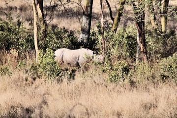 Obraz premium A view of a Rhino