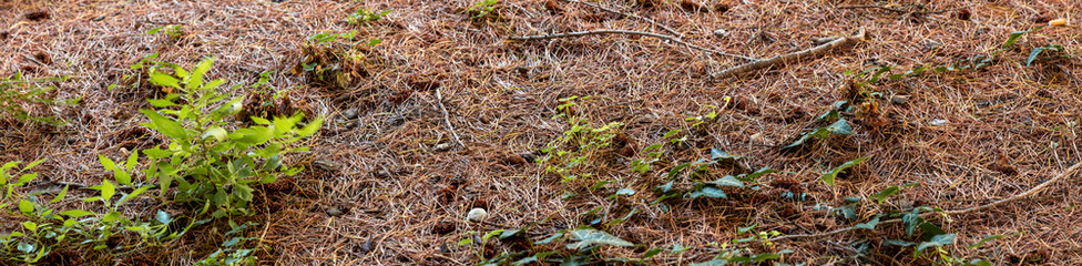Naklejka na ściany i meble close-up of undergrowth of pine needles and bushes in autumn, panorama