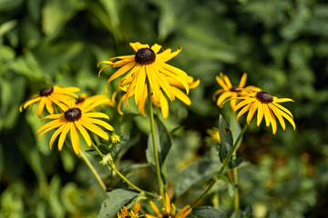 Several Black-eyed Susan Flower Blossoms, Rudbeckia hirta, in beautiful garden. Selective focus with narrow depth of field, for use as background.