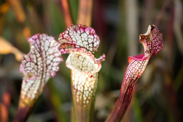 Pitcher Plants