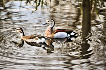 A view of a Ringed Teal