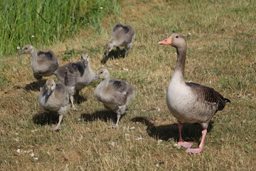 Greylag goose Anser anser family in Sweden