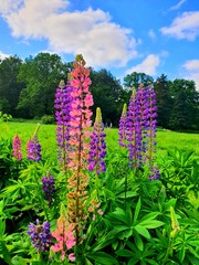 flowers in the garden