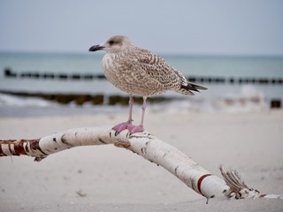 seagull on the beach