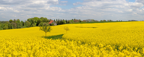 Malerisches, gelb blühendes Rapsfeld im Frühling - Panorama Landschaft mit Bäumen und Scheune