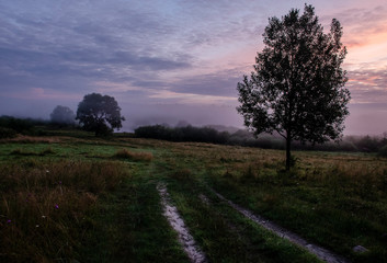 Fototapeta na wymiar A quiet dawn, a dirt road and a tree.