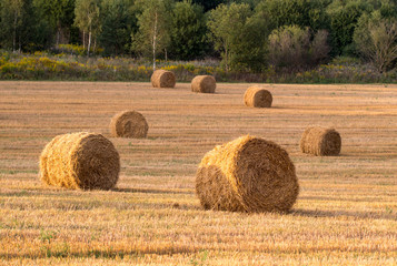 A round haystack, a bale of straw in a field in summer