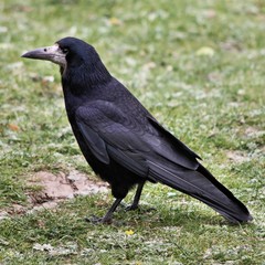 A view of a Rook