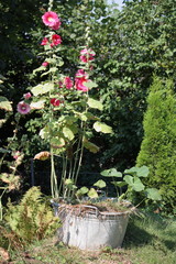 Blühende Stockrosen in einer Zinkwanne als Gartendeko