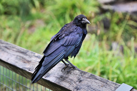 crow on a fence