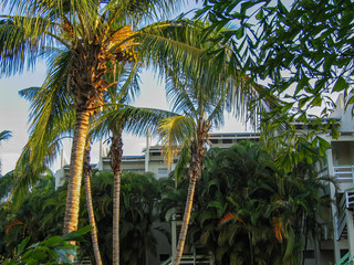 Palm garden in residential complex, Dominican Republic