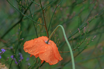 Tropfen auf dem Mohn