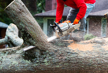 Man standing on tree limb cutting off pieces with chainsaw