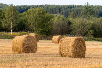 hay bales in the field