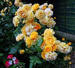 bunch of roses
