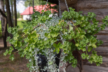 old wooden fence with flowers
