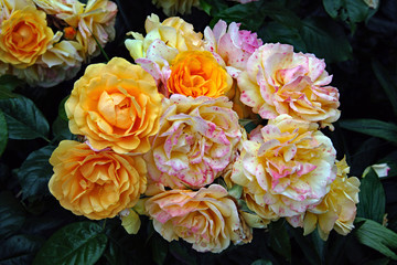 bunch of roses